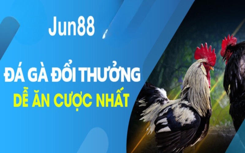 Đá gà Meron tại Jun88